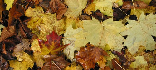 herfst